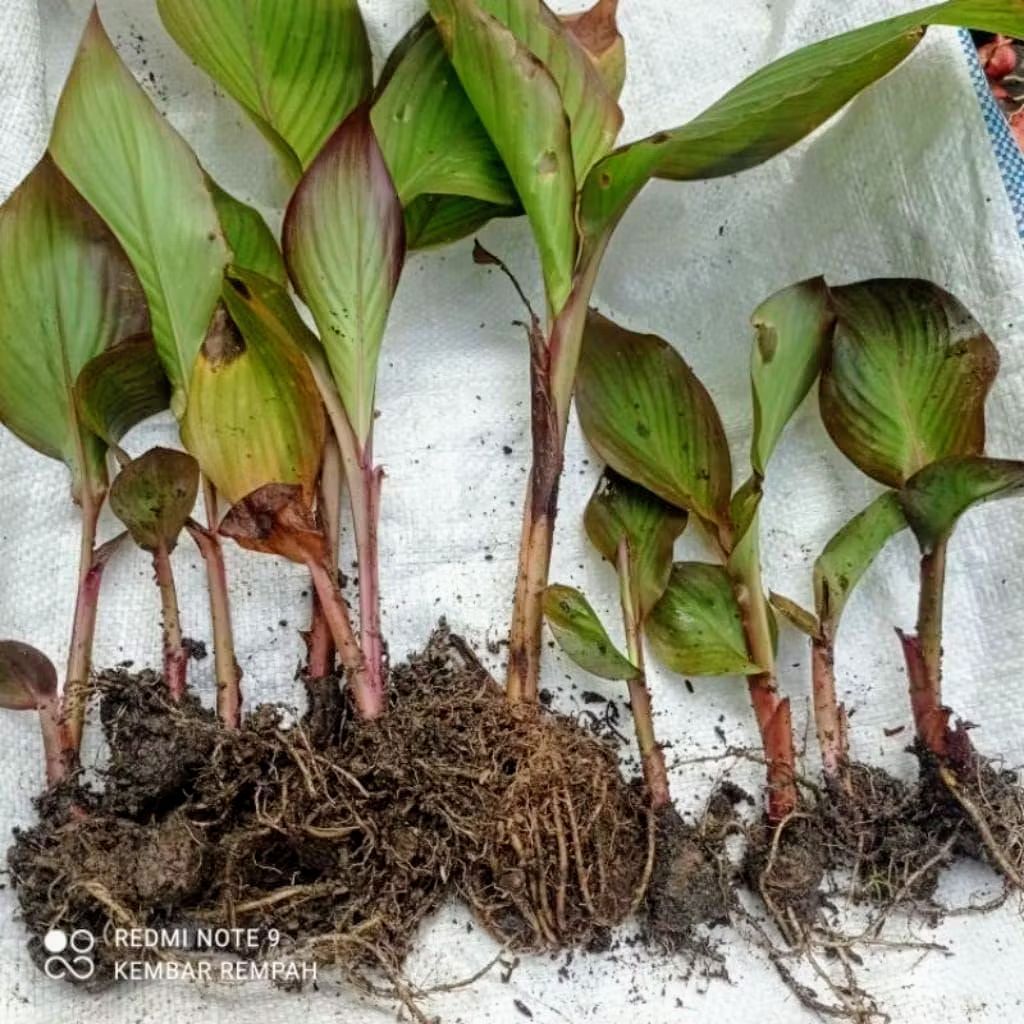 tanaman ganyong ,bibit tanaman ganyong merah siap tanam