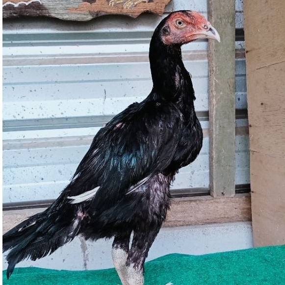 Sepasang Pakhoy Blackbull usia 3 Bulan