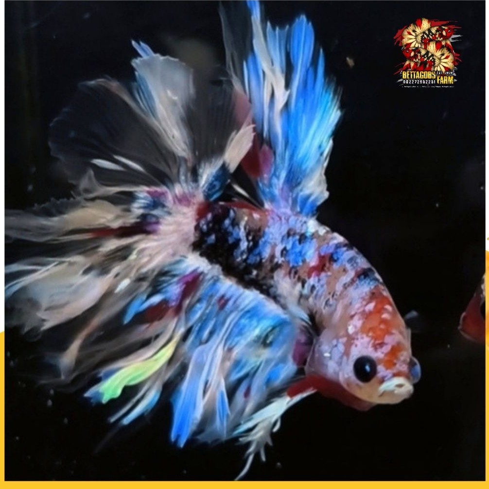 HM Kingrosetail Koi Galaxy