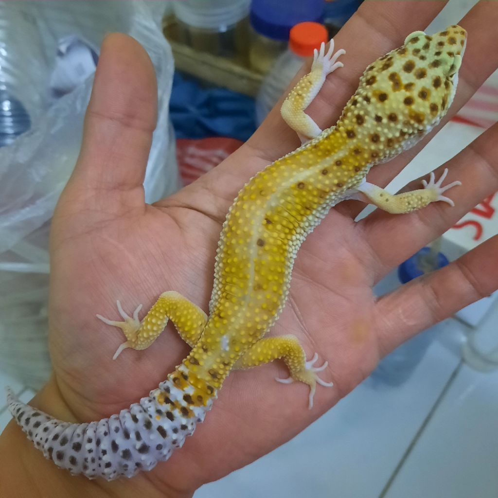 Mainan Anak Asli Gecko Leopard dewasa red stripe Cakep