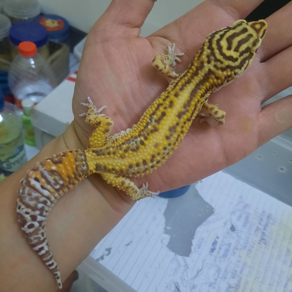 Mainan Anak Gecko Leopard MINUS kaki depan bengkok BELL