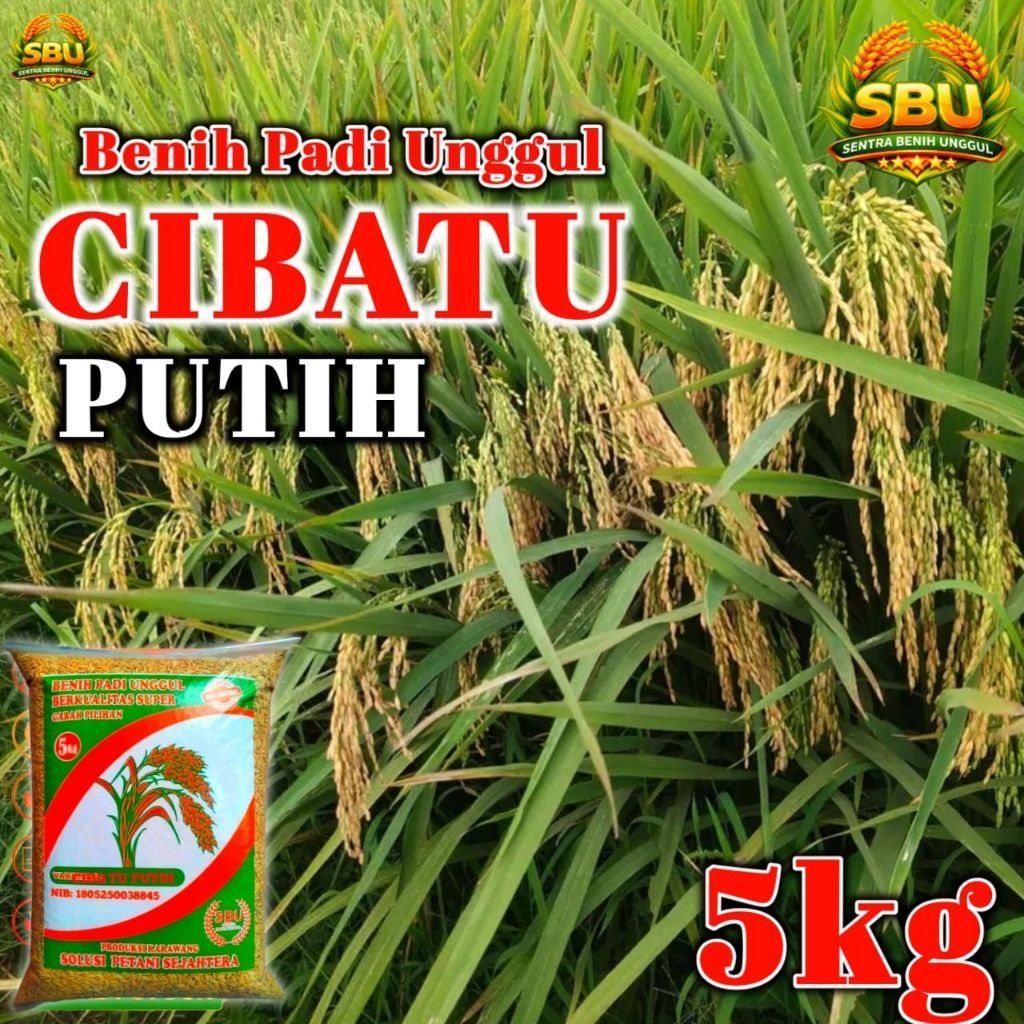 BENIH PADI CIBATU PUTIH ORIGINAL 5KG