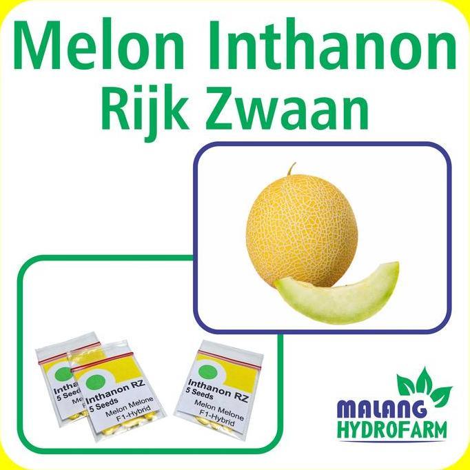 Benih Melon Inthanon Rz 5 Seeds Intanon Rijk Zwaan Unggul Berkualitas Biji Bibit Repack Gladial Hone
