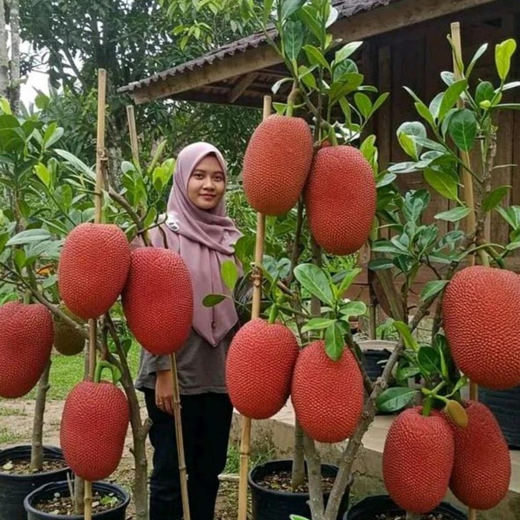 bibit tanaman nangka merah thailand super murah
