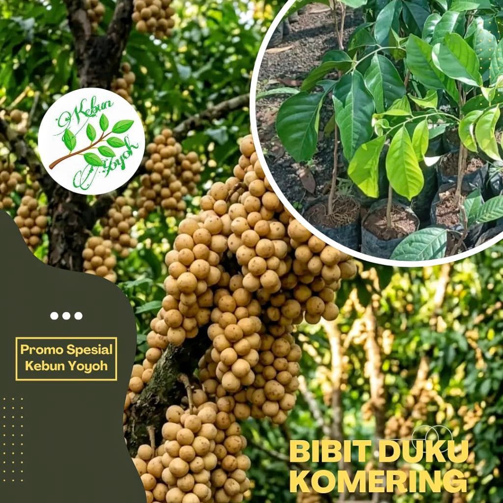 Bibit Duku Komering Tanpa Biji Hasil Okulasi Cepat Berbuah