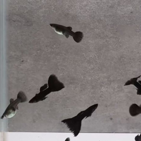 hiasan aguarium ikan guppy black moscow