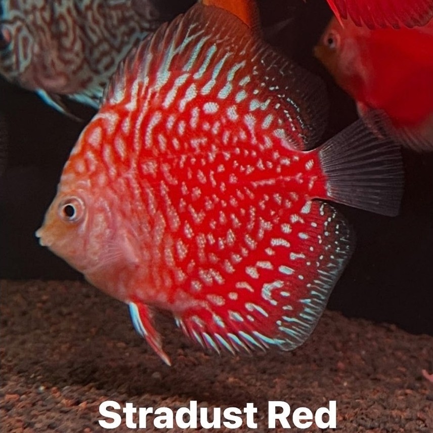 IKAN DISCUS 2 inch