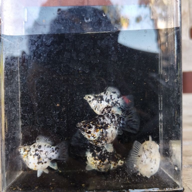 molly palon indukan siap beranak