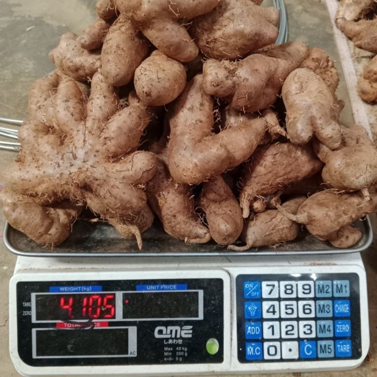 Gembili / Umbi Gembili Ketan/ Gembili ketan 1 kg kualitas super