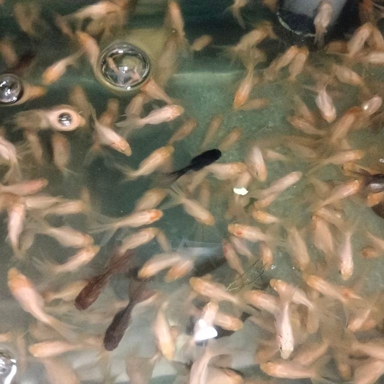 koki oranda  putihan ( tidak bisa pilih warna)isi 20 size3-4 cm(instan saja)