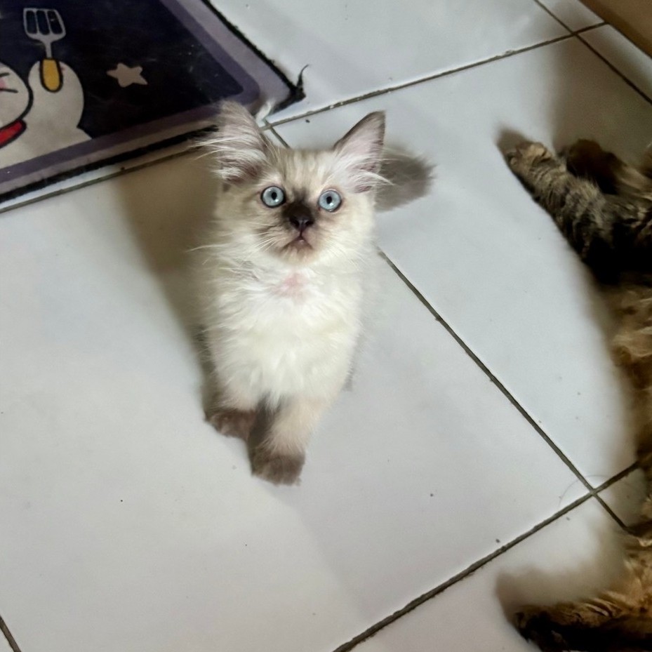 kitten ragdoll betina