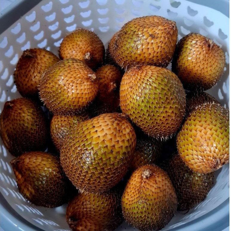 Salak Gading 1/2 kg / 500 gram Asli Turi Sleman - Buah Salak Kuning Segar Langsung Petik Petani (Kir