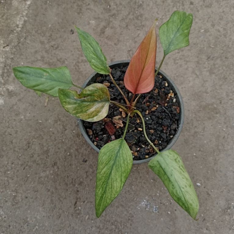 Homalomena mint diamond ekonomis