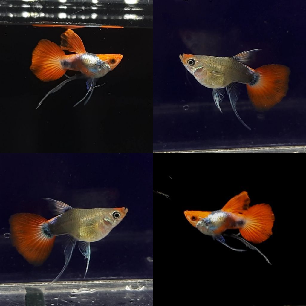 Guppy PRT koi Short body ribon (sepasang)