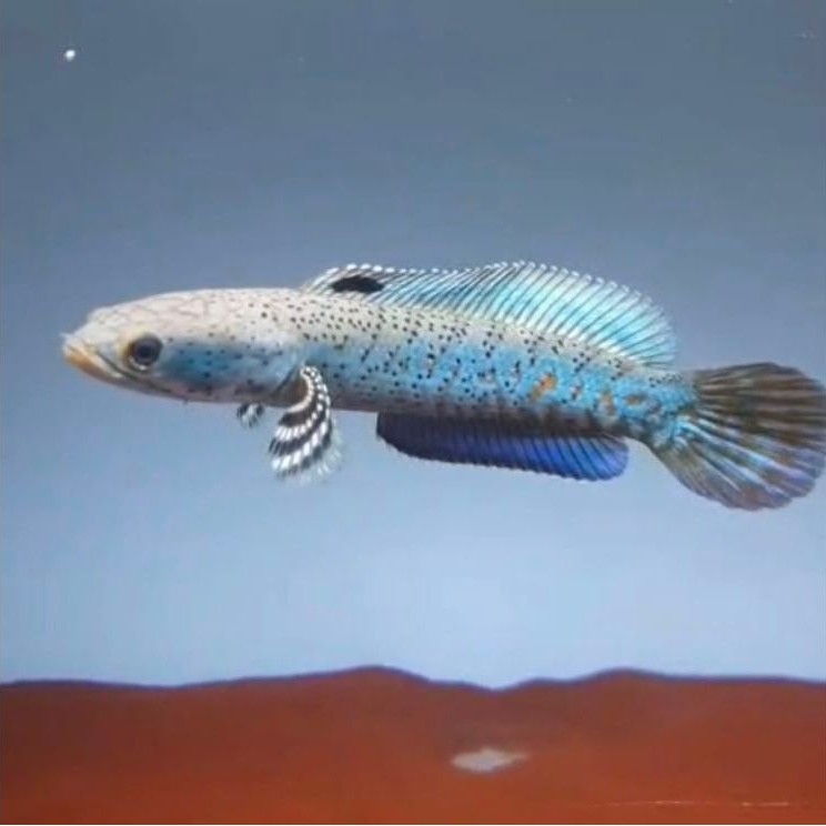 Channa Blue Pulchra 10-12 cm -  Agresif, Sehat