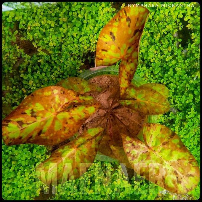 Promo Nymphaea micrantha Gefleckt Tri colour lotus full air Tanaman aquascape Maenaer Diskon