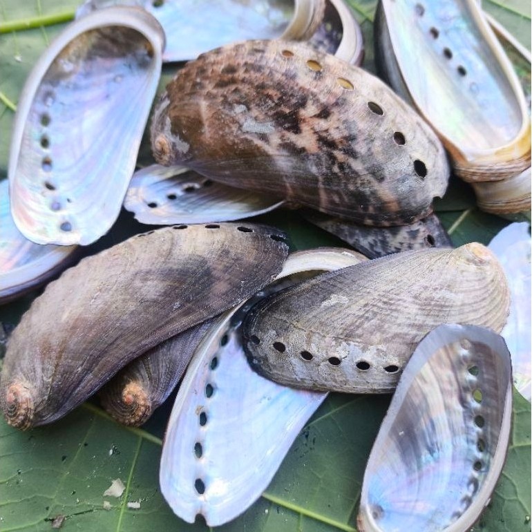 Cangkang Kerang Abalone Mata Tujuh