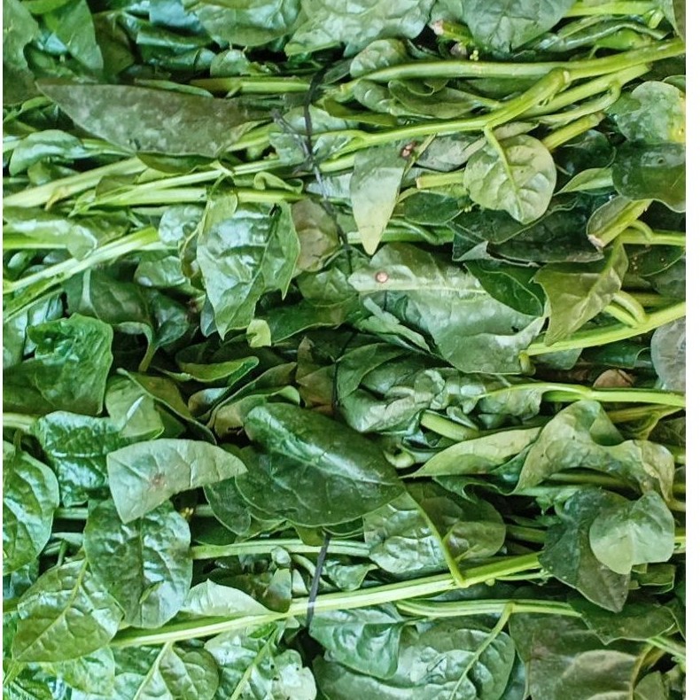 Bayam Brazil sayur hijau segar