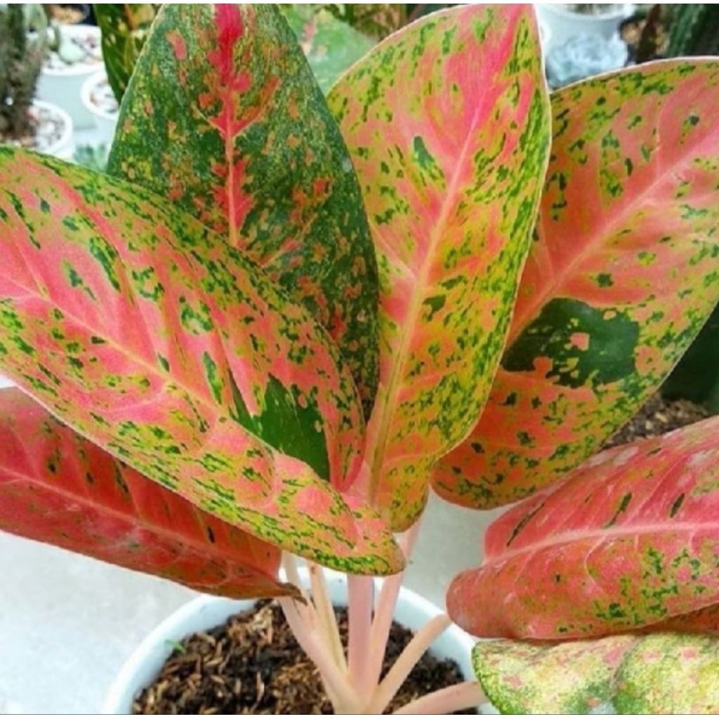 aglonema bigroy - tanaman hias aglonema bigroy