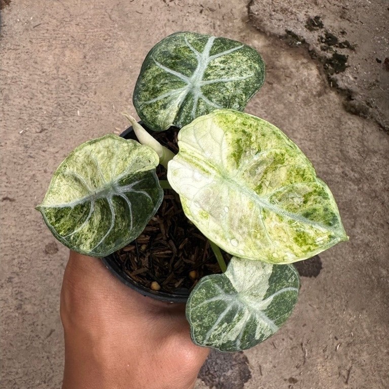 Tanaman Hias Alocasia Variegata variegata ninja splash / alocasia var ninja splash
