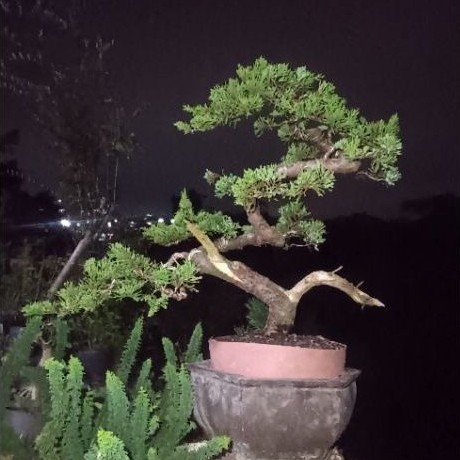 bonsai cemara sinensis