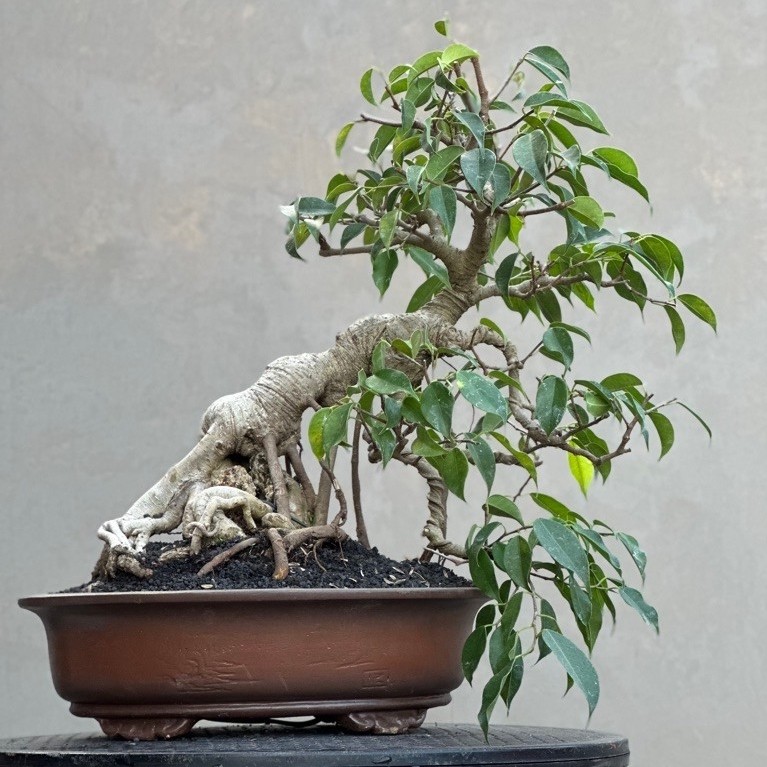 Bonsai Ficus Benjamina medium
