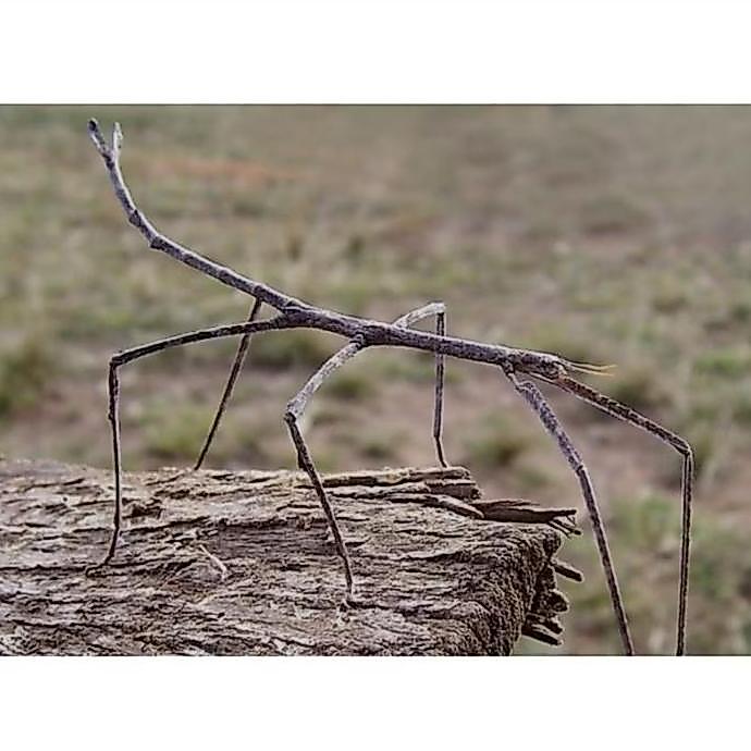 Belalang ranting/ stick insect