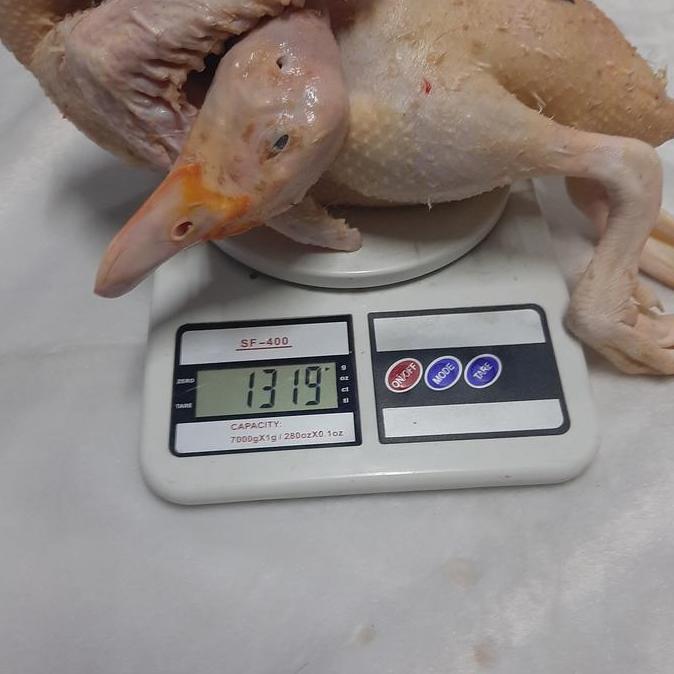 bebek entog / manila hidup dan potong