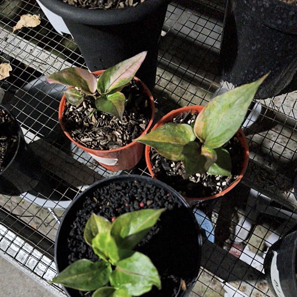 Paket 2 pot Jemani + garong Garuda corong