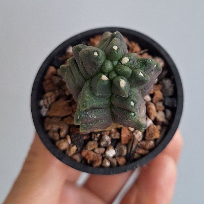 Gymno kikko. Gymnocalycium kikko, bibit kaktus tanaman sukulen.
