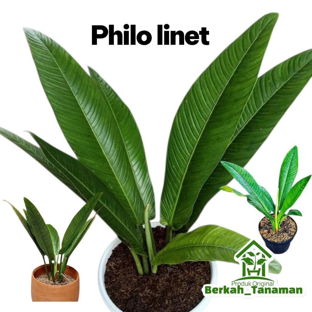 bibit tanaman hias indoor pilo Lynette - pilo linet - pilodendron linet - philodendrom linet