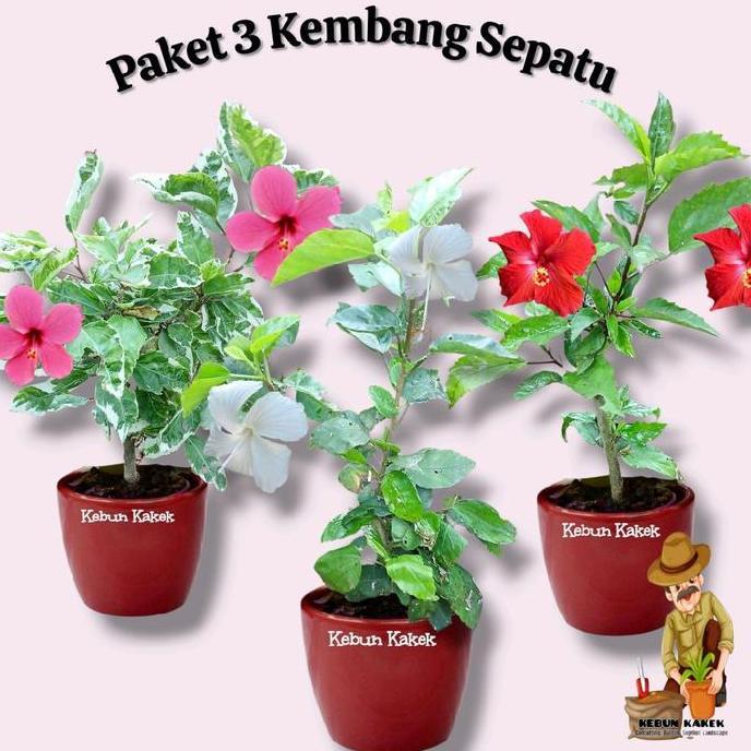 (Best) Peket 3 Kembang Sepatu / Kembang Sepatu Bung Putih / Kembang Sepatu Bunga Merah / Kembang Sep