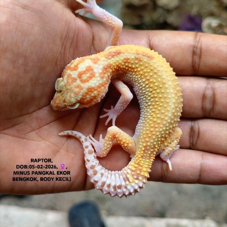 gecko minus sesuai foto