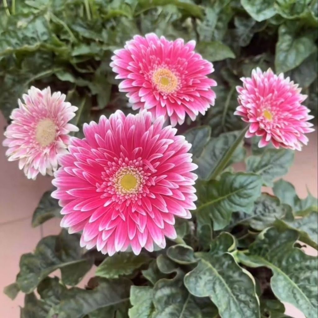 10 Biji Bunga Aster Pink Benih Bunga Hias Siap Semai Bunga Aster Hidup