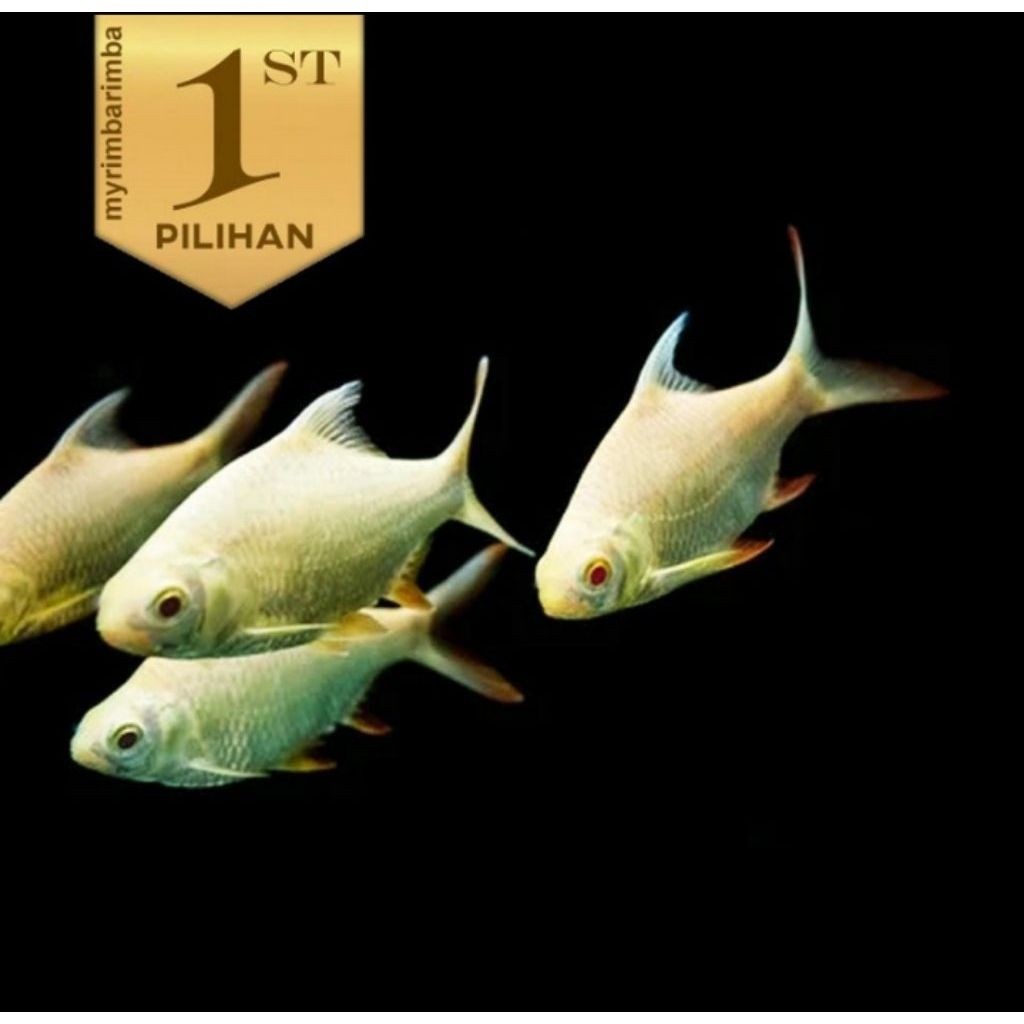 Kaviat Albino JUMBO Ikan Hias Air Tawar Hiasan Aquarium Tanaman Aqascape