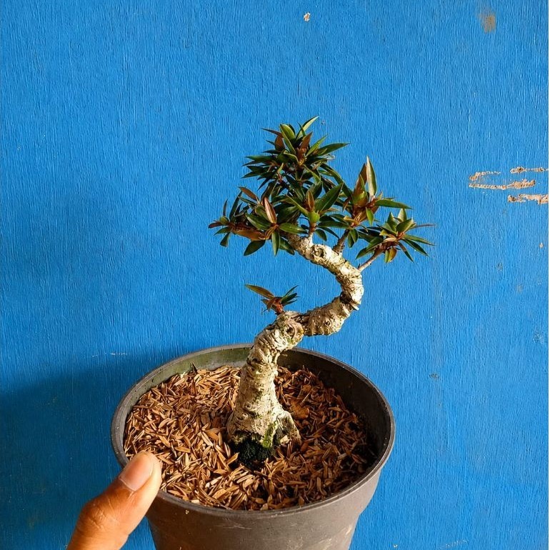 Bonsai Mame Ficus California Mini Siap Pajang Tanaman Hias Bonsai Unik Koleksi...