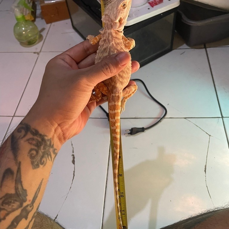 Bearded Dragon