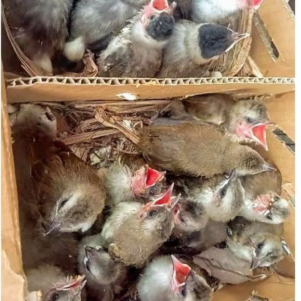anakan trucukan dan kutilang