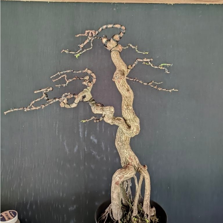 bonsai asem