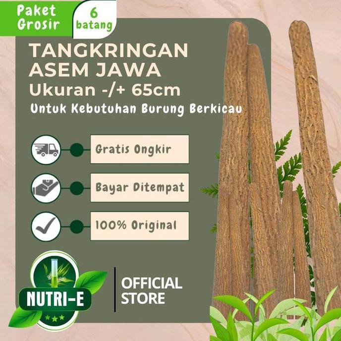 6 pcs tangkringan asem jawa asli/ 6 batang tangkringan asem jawa Asli