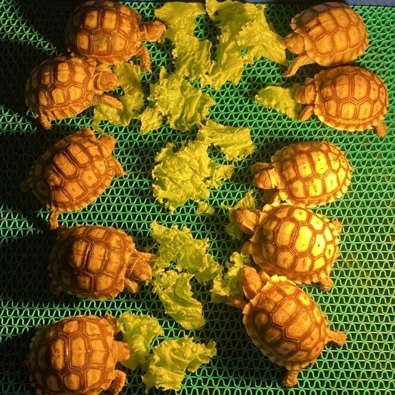 Sulcata 5-6 cm