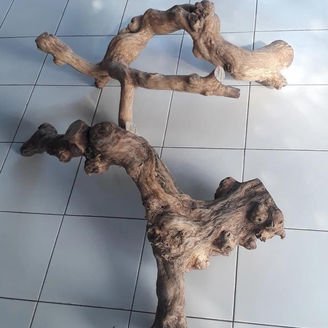 Tangkringan iguana kadal reptile ukuran jumbo