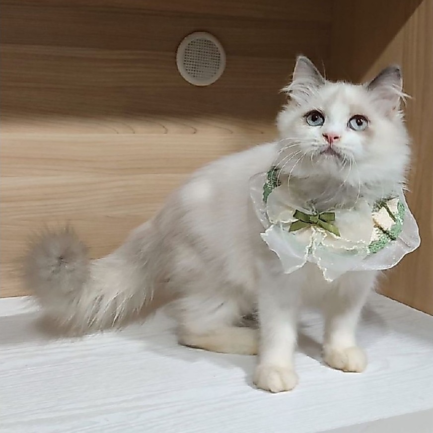 Ragdoll betina