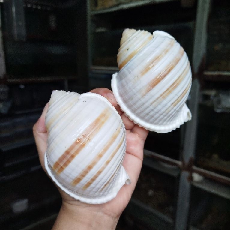Cangkang tona / rumah kelomang jumbo