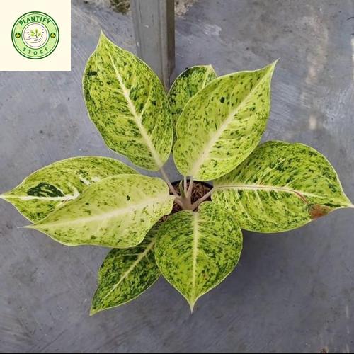 Tanaman hias aglonema striptis white - Aglonema striptis white