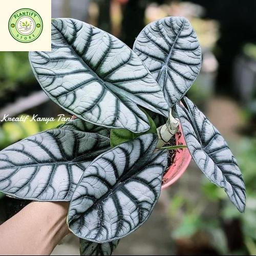 Tanaman hias alocasia dragon silver - Alocasia silver dragon