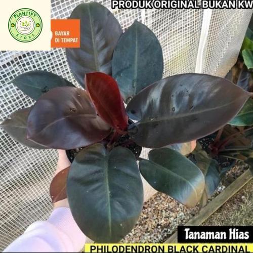 Tanaman Hias Philodendron Black Cardinal - Black Cardinal