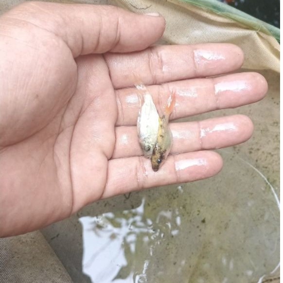 Bibit Nila Slayer Ukuran 3cm Cepat Besar Mudah Dirawat