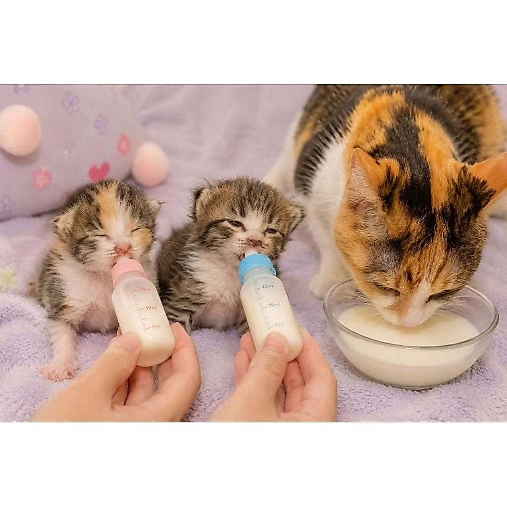 susu kucing dot kucing