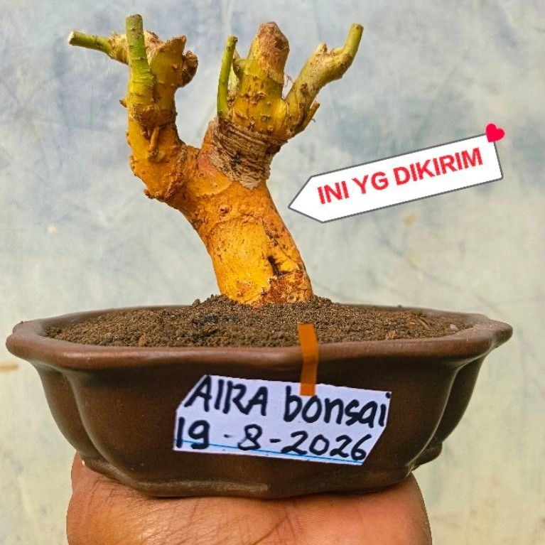 bahan bonsai serut dongkelan unik